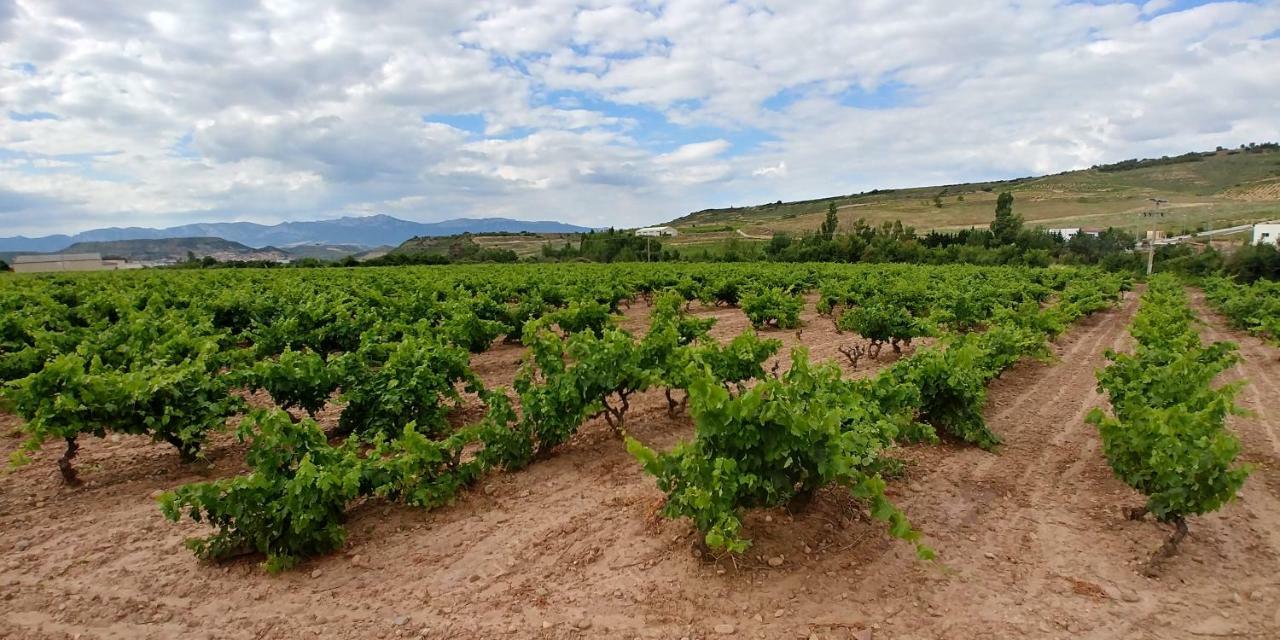 Apartamento Entrevinas En El Corazon De La Rioja Fuenmayor Екстериор снимка